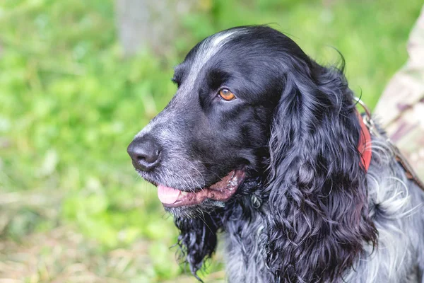 Portrait Chien Noir Race Cocker Épagneul Gros Plan Profil — Photo