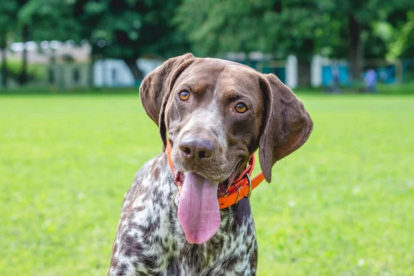 Hund Race Tysk Korthåret Pointer Med Dejligt Blik Portræt Hund - Stock-foto