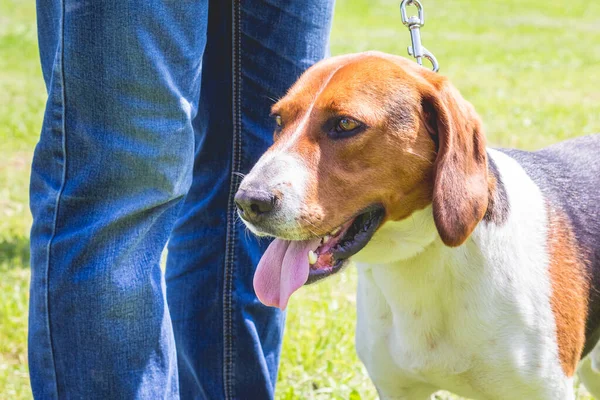 Dog Breeds Estonian Hound Leash Next Its Owner — Stock Photo, Image