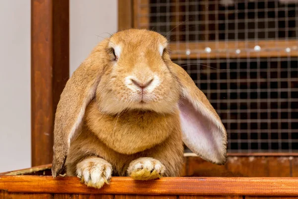 Rabbit Breed French Ram Lowered Ears Looks Out Cage — Stock Photo, Image
