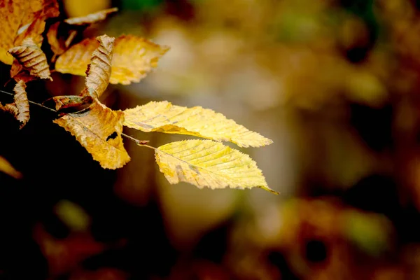 Žluté Suché Listy Větvi Podzimním Lese Tmavém Pozadí — Stock fotografie