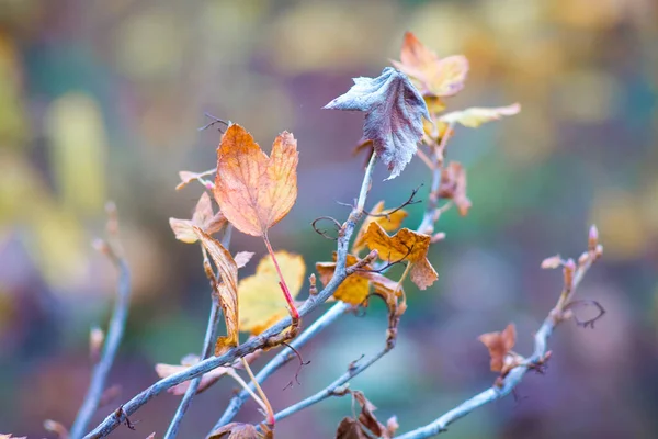 Mnohobarevný Suchý Podzimní Rybíz Listy Rozmazaném Pozadí — Stock fotografie