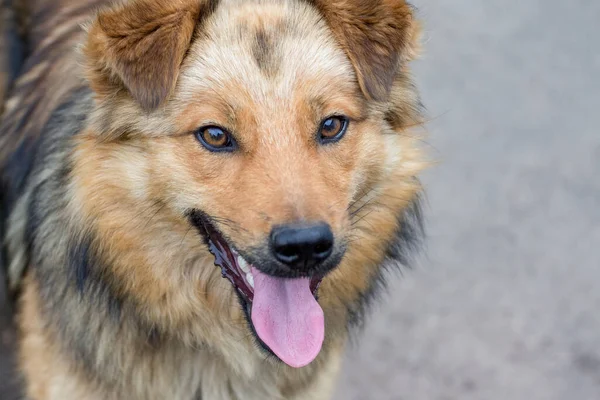 Porträt Eines Braunen Hundes Mit Offenem Maul Und Offener Zunge — Stockfoto