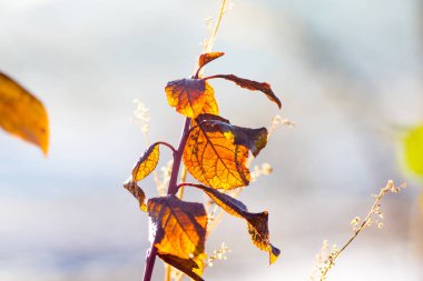 Bulanık bir zemin üzerinde turuncu ve kahverengi sonbahar yaprakları olan bir dal.
