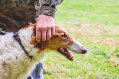Köpek, Rus Greyhound 'u sahibinin yanında yetiştiriyor. Profilde bir köpeğin portresi.