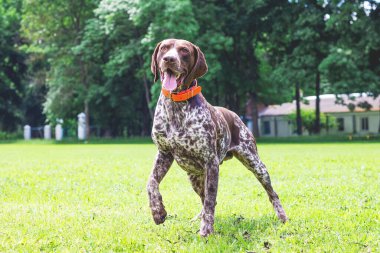 Alman kısa devre köpeği parktaki çimlerde koşuyor.