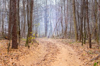 Sonbaharın sonundaki ormanda toprak yol. Ormanlı sonbahar manzarası