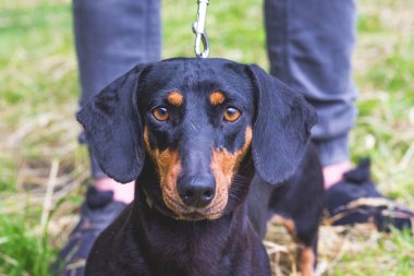 Siyah köpek yagdterrier Parktaki adamın ayağında