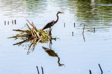 Nehirdeki balıkçıl. Balıkçılın sudaki yansıması.