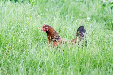 Çiftliğin bahçesindeki sık otların arasında kahverengi tavuk