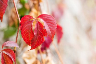 Kırmızı sonbahar yaprakları güneşli havada hafif bir zemin üzerinde