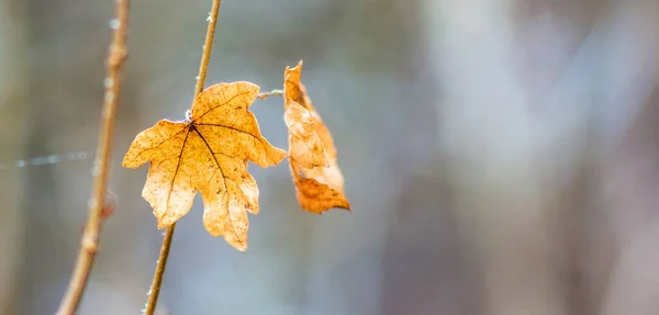 Turuncu Akçaağaç Yaprakları Sonbaharda Bulanık Bir Arka Planda Bir Dalın — Stok fotoğraf