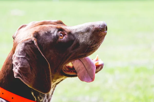 Portrait Dog Profile German Shorthaired Pointer Mouth Wide Open Tongue — Stock Photo, Image