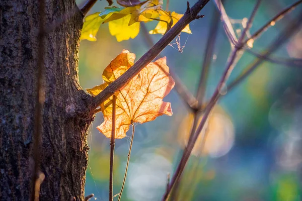 Orange Lönnlöv Nära Stam Ett Träd Soligt Väder Med Suddig — Stockfoto