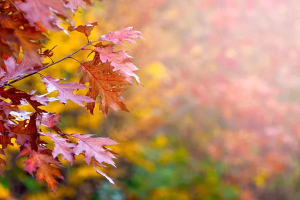 色彩斑斓的红橡木叶子 背景模糊 — 图库照片