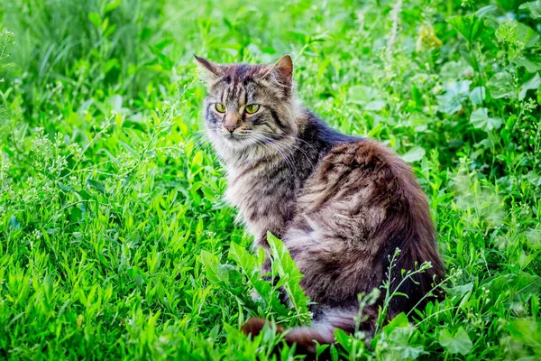 Chlupatá Pruhovaná Kočka Sedí Zelené Trávě — Stock fotografie