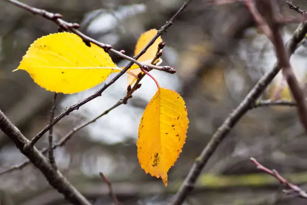 Žluté Oranžové Listy Stromě Podzim — Stock fotografie