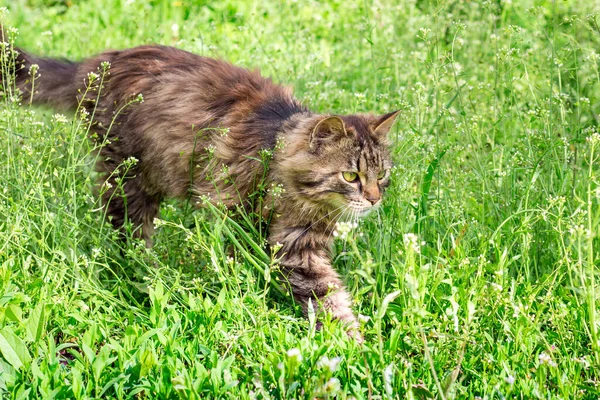 솜털이 복슬복슬 줄무늬 고양이가 정원의 잔디를 다닌다 — 스톡 사진