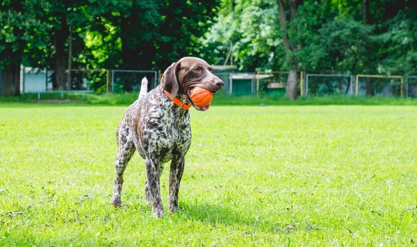 German Shorthaired Pointe Dog Stands Lawn Grass Ball His Teeth — Stock Photo, Image