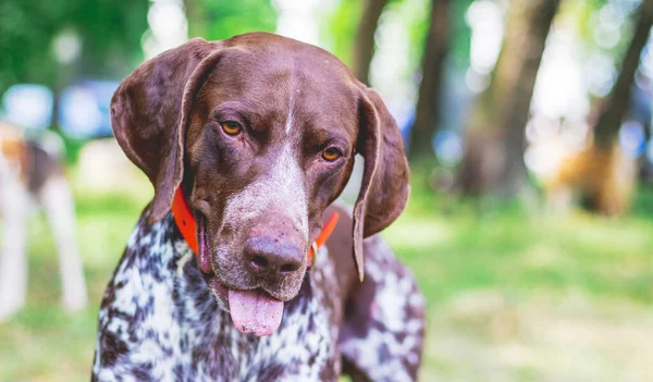 Dog Breed German Shorthaired Pointer Lovely Gaze Portrait Dog Close — Stock Photo, Image