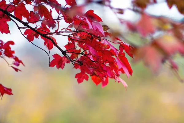 Red leaves of guelder rose on a blurry background in the fall