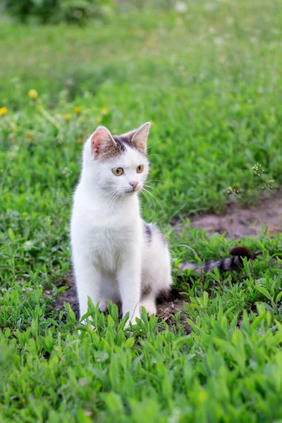 Gato Branco Senta Jardim Entre Grama Verde — Fotografia de Stock