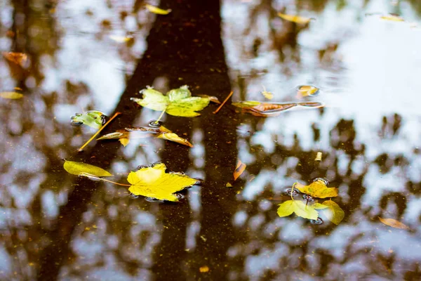 Folhas Outono Flutuam Poça Que Reflete Árvores Tempo Outono — Fotografia de Stock