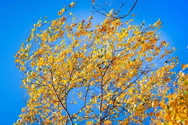 落叶黄黄 蓝天背景下的桦树 — 图库照片