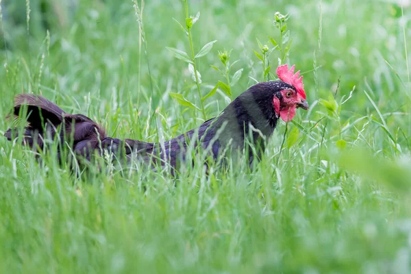 Black chicken in a garden of a farm on a background of green grass