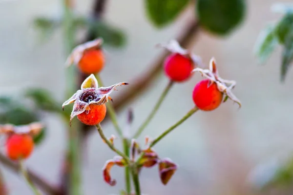 Red Berries Wild Rose Covered Frost — Stock Photo, Image