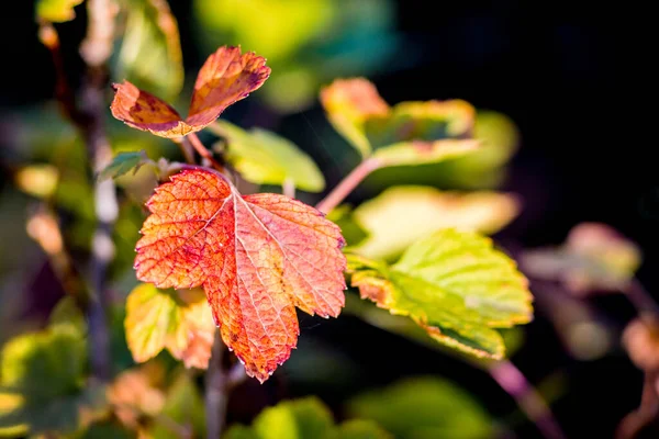 Feuilles Multicolores Guelder Rosein Temps Ensoleillé — Photo