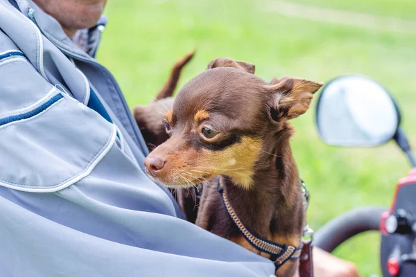 Man with a dog breed  russian toy terrier on a motorcycle