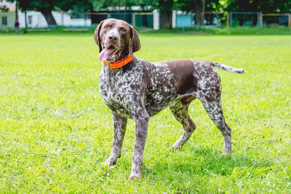 Chien Allemand Poil Court Vaut Peine Sur Herbe Pelouse Dans — Photo