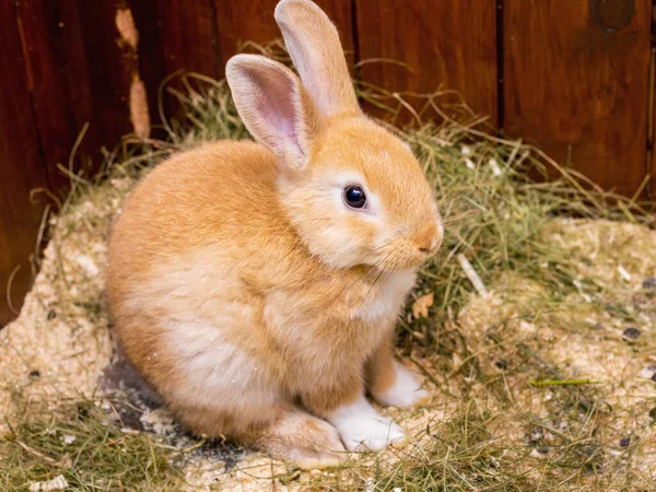 乾いた草のある檻の中の小さなオレンジのウサギ — ストック写真