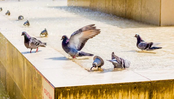 Pigeons drink water at the fountain and look for coolness on a hot day