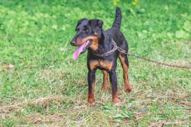 Kara köpek yagdterrier yetiştirir Yürürken tasmalı