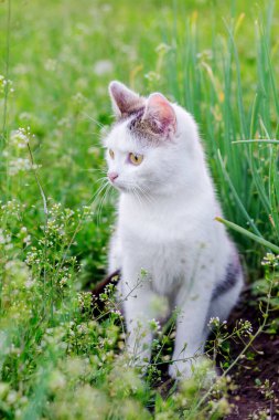 Bahçede yeşil çimlerin arasında beyaz bir kedi oturuyor.