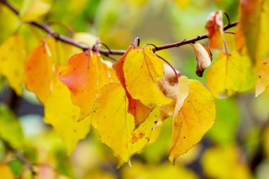 Güneşli havada çok renkli sonbahar yaprakları olan bir dal.