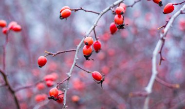 Sonbaharda çıplak dallarda kırmızı gül kalçaları