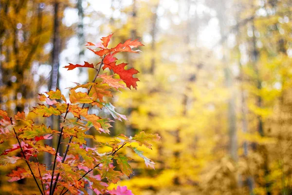 Гілка Червоного Дуба Різнокольоровими Листям Тлі Лісу Восени — стокове фото