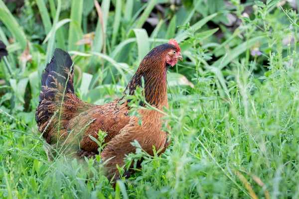 Barna Csirke Sűrű Füves Kertben Farmon — Stock Fotó