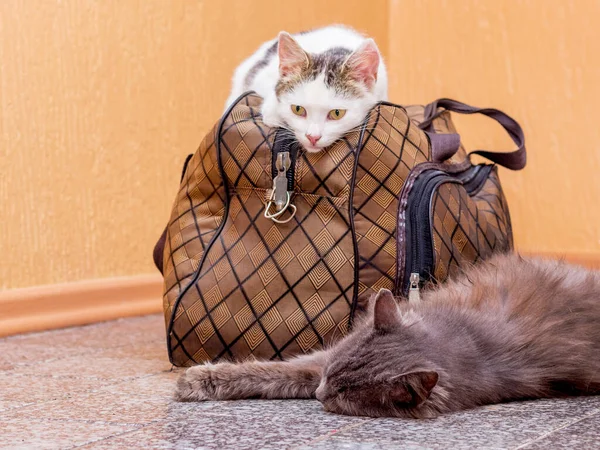 Gato Cinza Branco Com Mala Espera Comboio Estação Comboios Passageiros — Fotografia de Stock