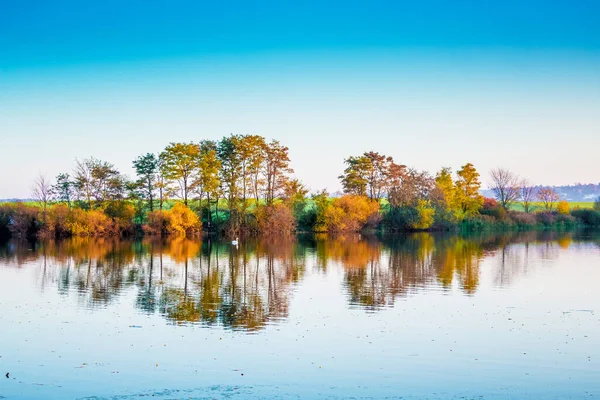 Řeka Stromy Které Odrážejí Čisté Vodě Podzim Labuť Plovoucí Podél — Stock fotografie