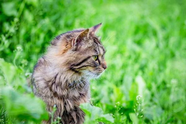 Chlupatá Pruhovaná Kočka Pozadí Zelené Trávy Zahradě Dívá Stranou — Stock fotografie