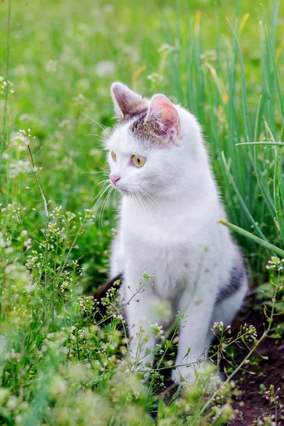 Gato Branco Senta Jardim Entre Grama Verde — Fotografia de Stock