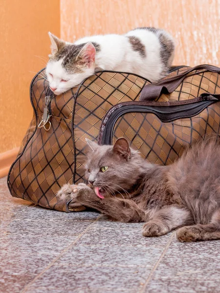 Gray and white cat with suitcase. Waiting for the train at the train station. Passengers with a suitcase while traveling