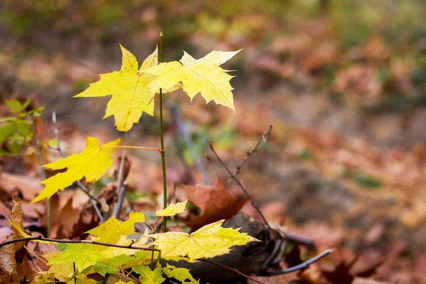 Ormanda sarı yapraklı bir akçaağaç dalı.