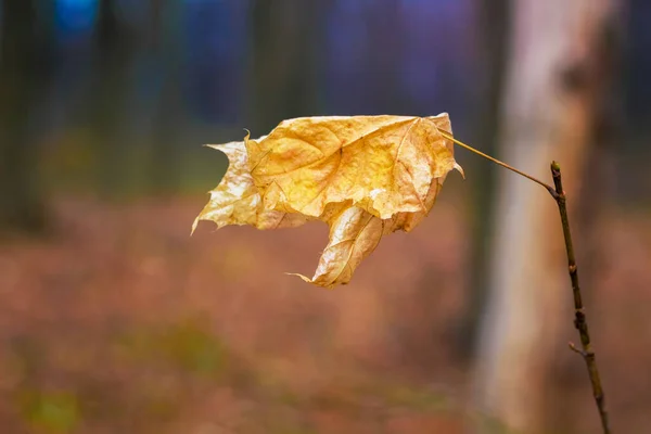 Suchý Oranžový Javorový List Lese Tmavém Pozadí — Stock fotografie