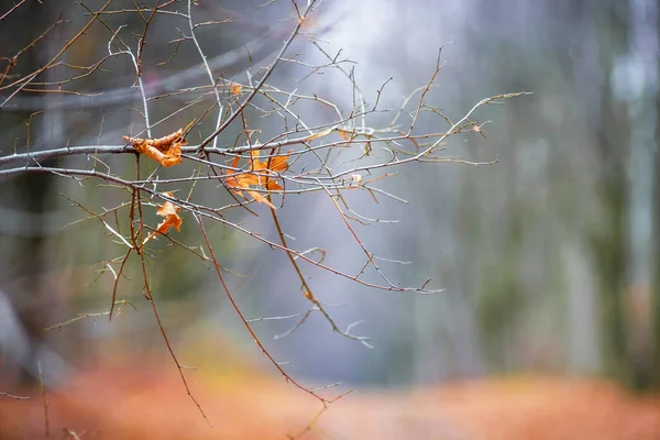 Nackter Ast Eines Baumes Mit Den Letzten Trockenen Blättern Auf — Stockfoto