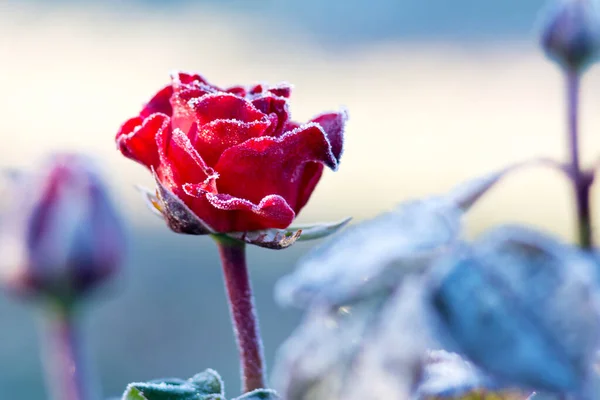 Rosa Rossa Giardino Ricoperta Gelo Bianco Autunno — Foto Stock